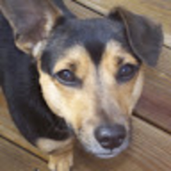 Meet your Posher, Allison - Picture 1 of 1